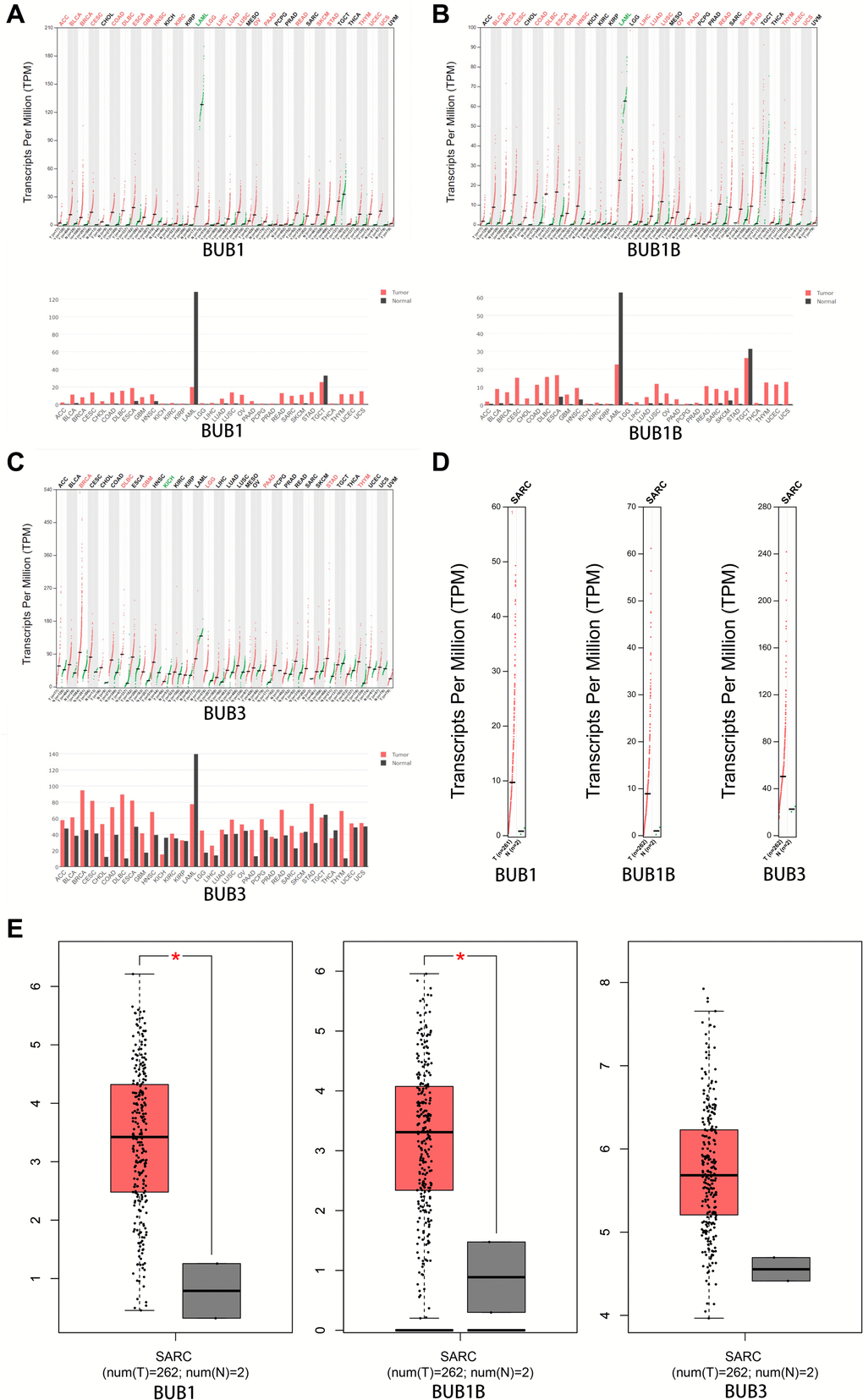 The expression of BUBs in different types of cancers (GEPIA). The expression of (A) BUB1, (B) BUB1B, and (C) BUB3 in different types of cancers. (D, E) The expression of BUBs in sarcomas. Each dot represents a sample. Cancer names were abbreviated. Details were listed in Supplementary Materials. *P 