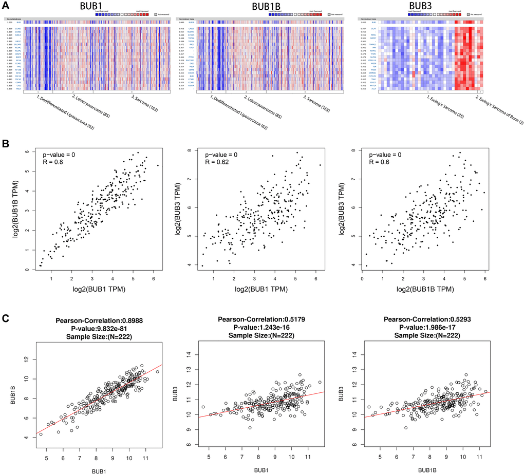 Co-expressed genes of BUBs, correlations between BUBs (ONCOMINE, GEPIA, and LinkedOmics). Co-expressed genes of BUBs in sarcomas, analyzed by (A) ONCOMINE. For each BUB factor, the top twenty co-expressed genes were displayed. The correlations between BUBs in sarcomas were analyzed by (B) GEPIA and (C) LinkedOmics. BUB1, BUB1B and BUB3 are positively correlated with each other. TPM, Transaction per million.