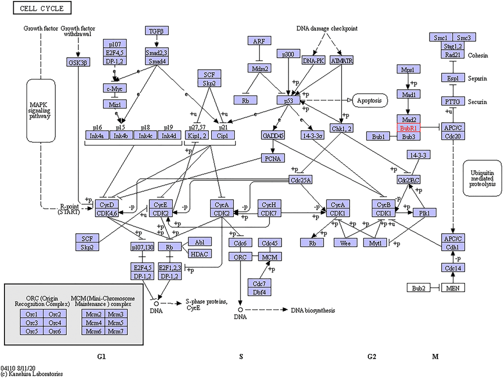 Cell cycle regulated by the BUBs alteration in sarcomas. The cell cycle regulated by the BUBs alteration in sarcomas are shown. Figure was downloaded from the KEGG database.