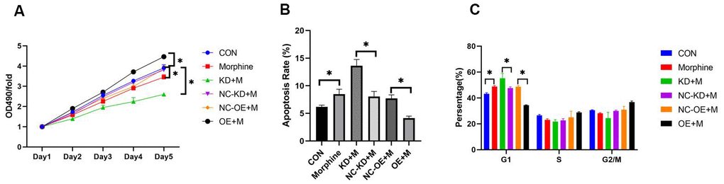 Effect of DDX49 on HCC cell lines treated with morphine. QGY-7703 cells were transfected with LV-DDX49-KD (KD) or LV-DDX49-OE (OE) or the corresponding negative control lentivirus (NC-KD, NC-OE), then treated with morphine (10μM) for 5 days. (A) Proliferation was assessed using the MTT assay. OD490, optical density at 490 nm. (B) Apoptosis rates in the different groups were assessed using flow cytometry. (C) Cell cycle in the different groups were assessed using flow cytometry. *P 