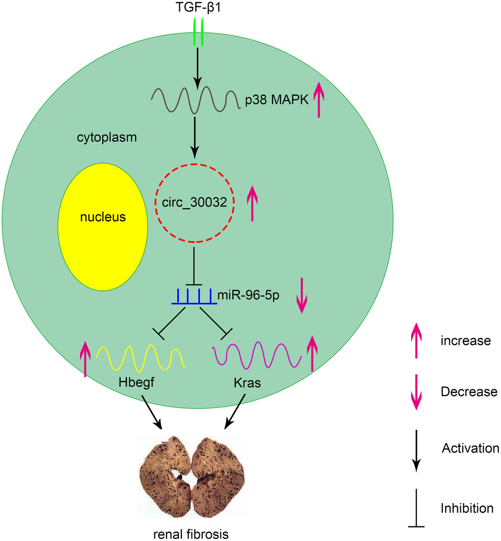 Molecular mechanism underlying the role of circRNA