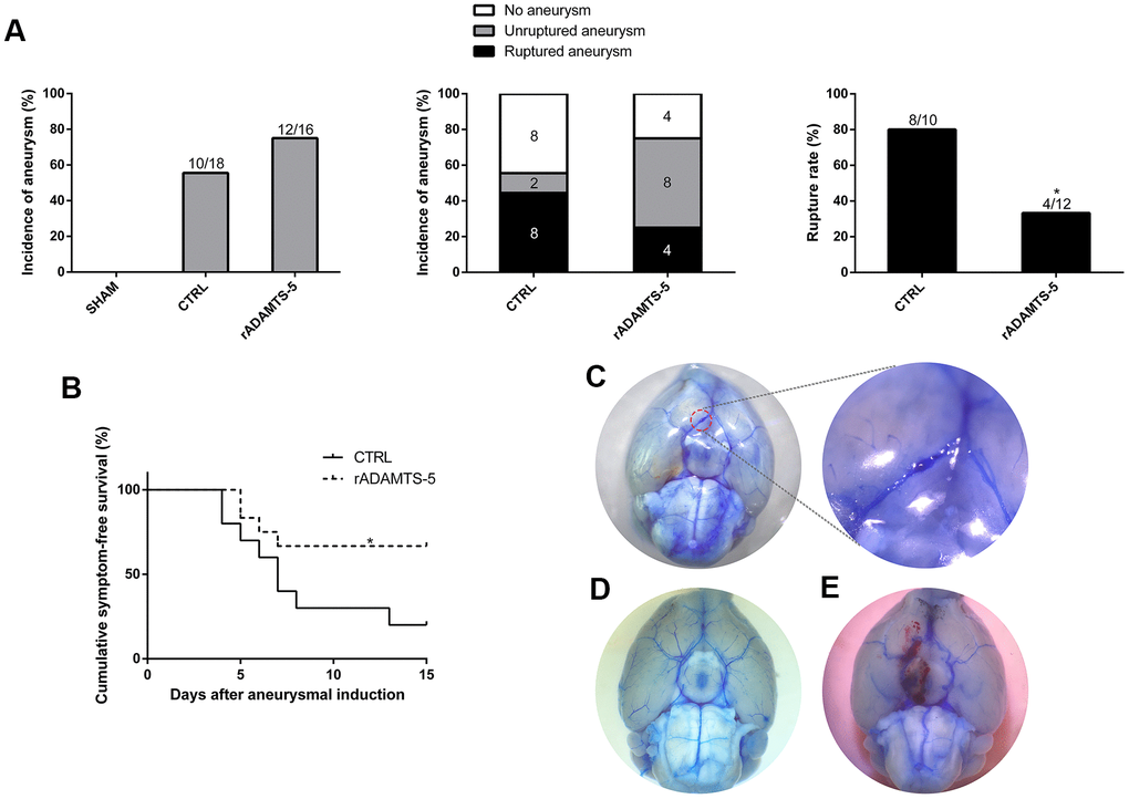 Effects of recombinant protein ADAMTS-5 on the development of aneurysmal rupture in male mice. (A) Incidence of aneurysm and rupture rate in sham mice, control (CTRL) IA mice, and recombinant protein ADAMTS-5-administered (rADAMTS-5) IA mice. (B) Symptom-free curve (Kaplan-Meier analysis curve) demonstrated a significant increase in survival in the rADAMTS-5 treatment cohort (log-rank PC) Unruptured aneurysm. (D) No aneurysm. (E) Ruptured aneurysm. *PP