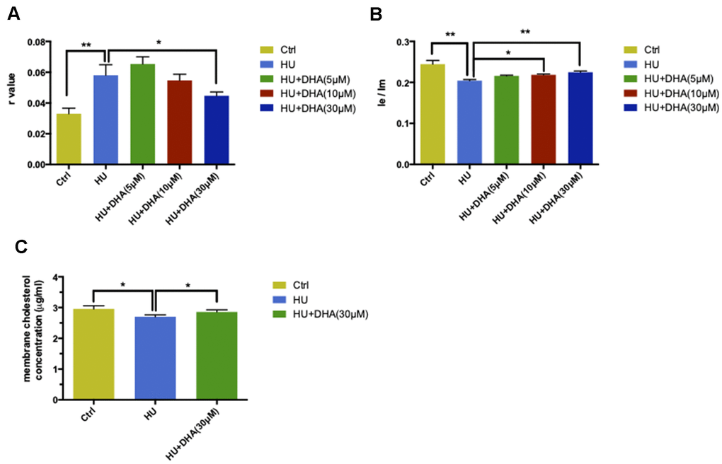 DHA intervention ameliorated membrane aging phenotypes. TMA-DPH and DPP were used as two fluorescent probes to detect membrane mobility in vitro. In the TMA-DPH probing experiment, HU treatment considerably increased the r value compared with the control (P r value. Especially after 30μM DHA treatment, the r value showed a dramatic decline compared with HU treatment (P A). Similar results were confirmed by the DPP probing test. HU treatment decreased the Ie/Im ratio noticeably (P Ie/Im was considerably augmented after treatment with 10μM and 30μM DHA compared with HU treatment (P P B). The r value is inversely proportional to membrane fluidity, while the ratio of Ie/Im is directly proportional to membrane mobility. Regarding membrane lipid composition in vitro, the cholesterol level in membrane pellets significantly increased in the 30μM DHA co-treatment group compared with HU treatment group (C). All the data are expressed as mean ± SD from three independent experiments (N = 3). *P **P t test and one-way ANOVA were used to determine the statistical significance of the differences.