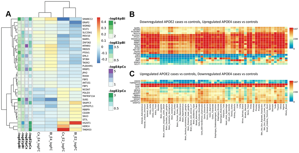 Blood and cortex biomarkers showing opposite profiles in APOE2 and APOE4 strata. (A) Meta-analysis logFCs from case-control DE analysis in blood and cortex (APOE2 and APOE4 strata); (B) average expression of genes downregulated in APOE2 and upregulated in APOE4 cases by normal tissue (GTEx repository); (C) average expression of genes upregulated in APOE2 and downregulated in APOE4 cases by normal tissue (GTEx repository).