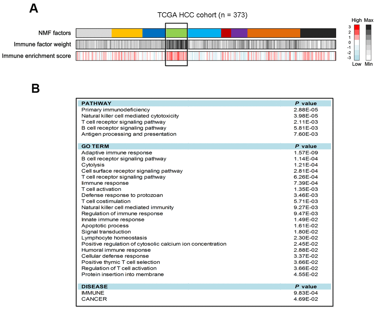 Identification of HCC immune class and its pathway analysis in the TCGA cohort. (A) The association of identified 9 HCC classes with immune enrichment score. (B) Pathway analysis of the top 100 genes contributed to immune class.
