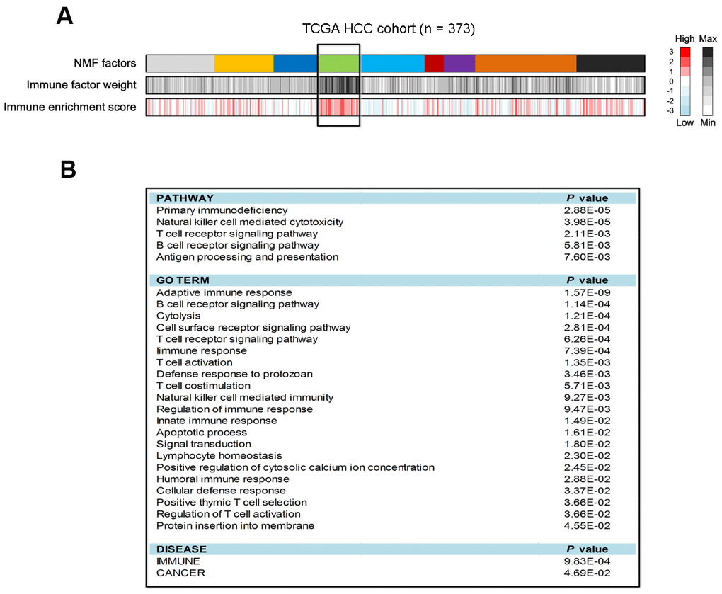 Identification of HCC immune class and its pathway analysis in the TCGA cohort. (A) The association of identified 9 HCC classes with immune enrichment score. (B) Pathway analysis of the top 100 genes contributed to immune class.