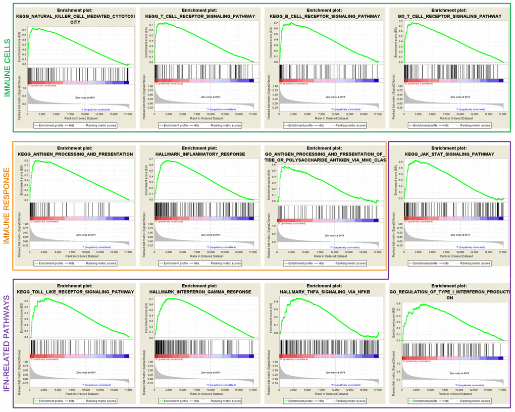 Significantly enriched immune cells, immune response, and IFN-related pathways in the low-risk subtype.