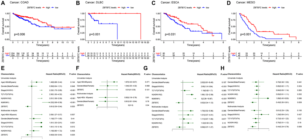 Survival analysis of ZBTB7C in different tumors. OS and Cox regression analyses of (A, E) colon adenocarcinoma (COAD), (B, F) lymphoid neoplasm diffuse large B-cell lymphoma (DLBC), (C, G) esophageal carcinoma (ESCA) and (D, H) mesothelioma (MESO). OS, overall survival.