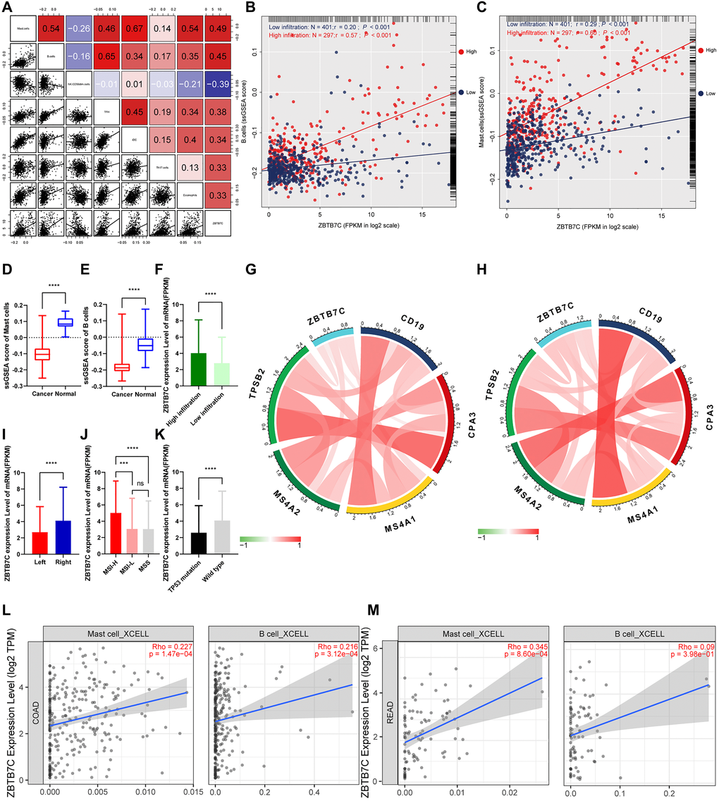 ZBTB7C and immune infiltration in colorectal cancer. (A) The top seven immune-infiltrating cells with the strongest correlation with ZBTB7C. (B–C) The correlation between (B) B cells and (C) mast cells and ZBTB7C using the ssGSEA method. (D–E) Differential expression of (D) mast cells and (E) B cells in colorectal cancer and adjacent tissues. (F–K) The differential expression of ZBTB7C in (F) the high and low infiltration groups, (I) left and right colorectal cancers, and (K) mutant and wild type TP53. (G, H) The correlation between ZBTB7C and immune markers in the (G) GEO and (H) TCGA databases. (L, M) Based on the TIMER database, the correlation between ZBTB7C and mast cells and B cells in (L) colon adenocarcinoma (COAD) and (M) rectal adenocarcinoma (READ).