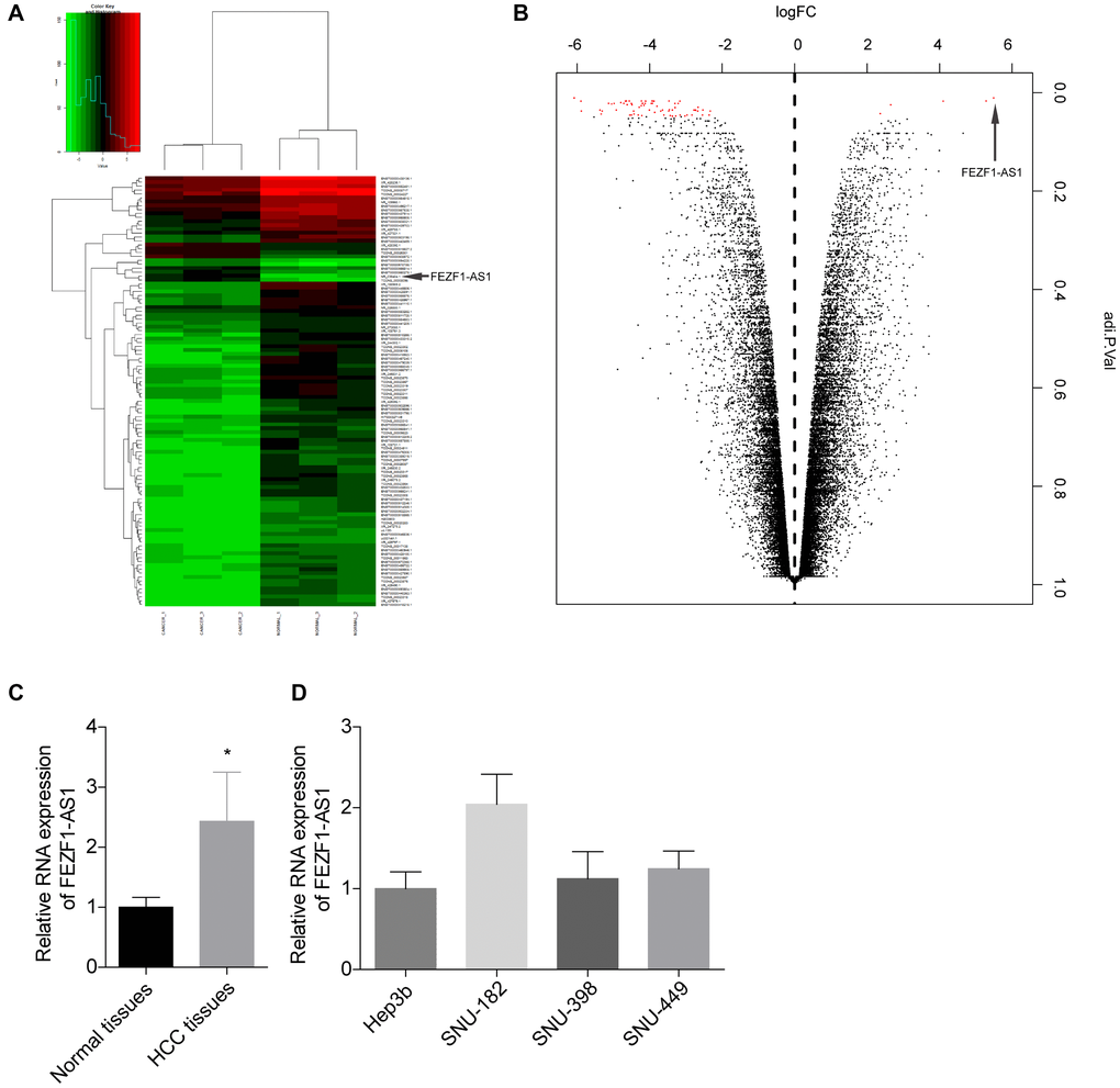 FEZF1-AS1 level was elevated in HCC. (A) Heat map showing the differently expressed lncRNAs in the tumor tissues and adjacent normal tissues from HCC patients. Genes shown in red were upregulated and genes shown in green were downregulated lncRNAs. (B) Volcano plot of the differently expressed lncRNAs in the tumor tissues and adjacent normal tissues from HCC patients. Genes on the right were upregulated and genes on the downregulated lncRNAs. (C) The relative expression level of FEZF1-AS1 in tumor tissues and the adjacent normal tissues was detected by qRT-PCR, *P D) The relative expression levels of FEZF1-AS1 in HCC cell lines were tested by qRT PCR, *P 