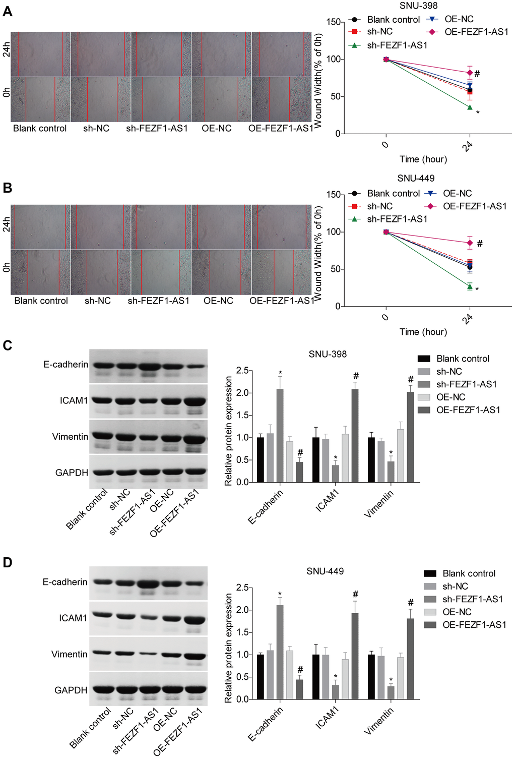 FEZF1-AS1 promoted the migration and EMT of HCC cells. (A, B) Wound healing assay was adopt to detect the migration of SNU-398 and SNU-449 cells, *P #P C, D) Western blot was used to detect the expression levels of EMT markers, E-cadherin, ICAM1 and Vimentin, *P #P 