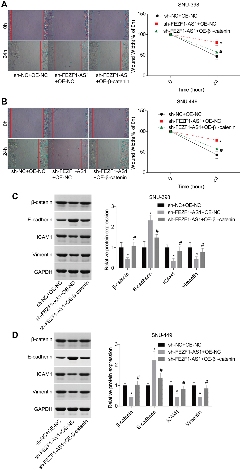 Downregulation of FEZF1-AS1 inhibited the migration and EMT of HCC cells by targeting miR-107/Wnt/β-catenin axis. SNU-398 and SNU-449 cells were divided into three groups, sh-NC + OE-NC, sh–FEZF1-AS1 + OE-NC, and sh–FEZF1-AS1 + OE-β-catenin and submitted to the following assays. (A–B) Cell migration was detected by using the wound healing assay, *P #P C–D) The expression of EMT markers (E-cadherin, ICAM1 and Vimentin) were measured by western blot, sh-FEZF1-AS1 group vs sh-NC group, *P #P 