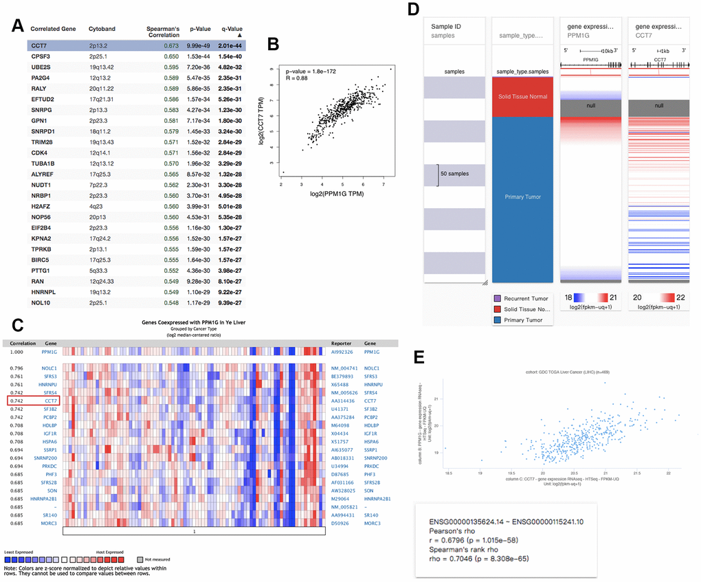 Coexpression profile of PPM1G in LIHC: (A) PPM1G coexpressed genes in LIHC identified by Spearman’s test (cBioPortal). (B) Coexpression analysis of PPM1G and CCT7 in LIHC (GEPIA). (C) PPM1G coexpressed genes (Oncomine). (D) Heat map of PPM1G and CCT7 mRNA expression across LIHC samples (UCSC Xena). (E) Coexpression analysis of PPM1G and CCT7 transcription in LIHC (UCSC Xena).