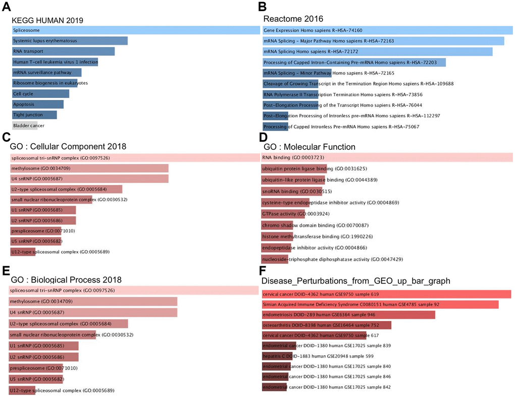 Signaling pathways of PPM1G coexpressed genes (Enrichr). These figures show the gene ontology (GO) and signaling pathways of PPM1G in LIHC. (A) KEGG pathways (2019). (B) REACTOME pathways (2016). (C) GO cellular component (CC) (2018) terms. (D) GO molecular function (MF) (2018) terms. (E) GO biological process (BP) (2018) terms. (F) Bar graph showing the “Disease perturbations from GEO up ” gene set. The bar graph represents the ratio of the percent composition of terms in proteomic data to percent composition in the genome annotation. The length of the bar represents the significance of that specific gene set or term. The brighter the color is, the more significant the term.