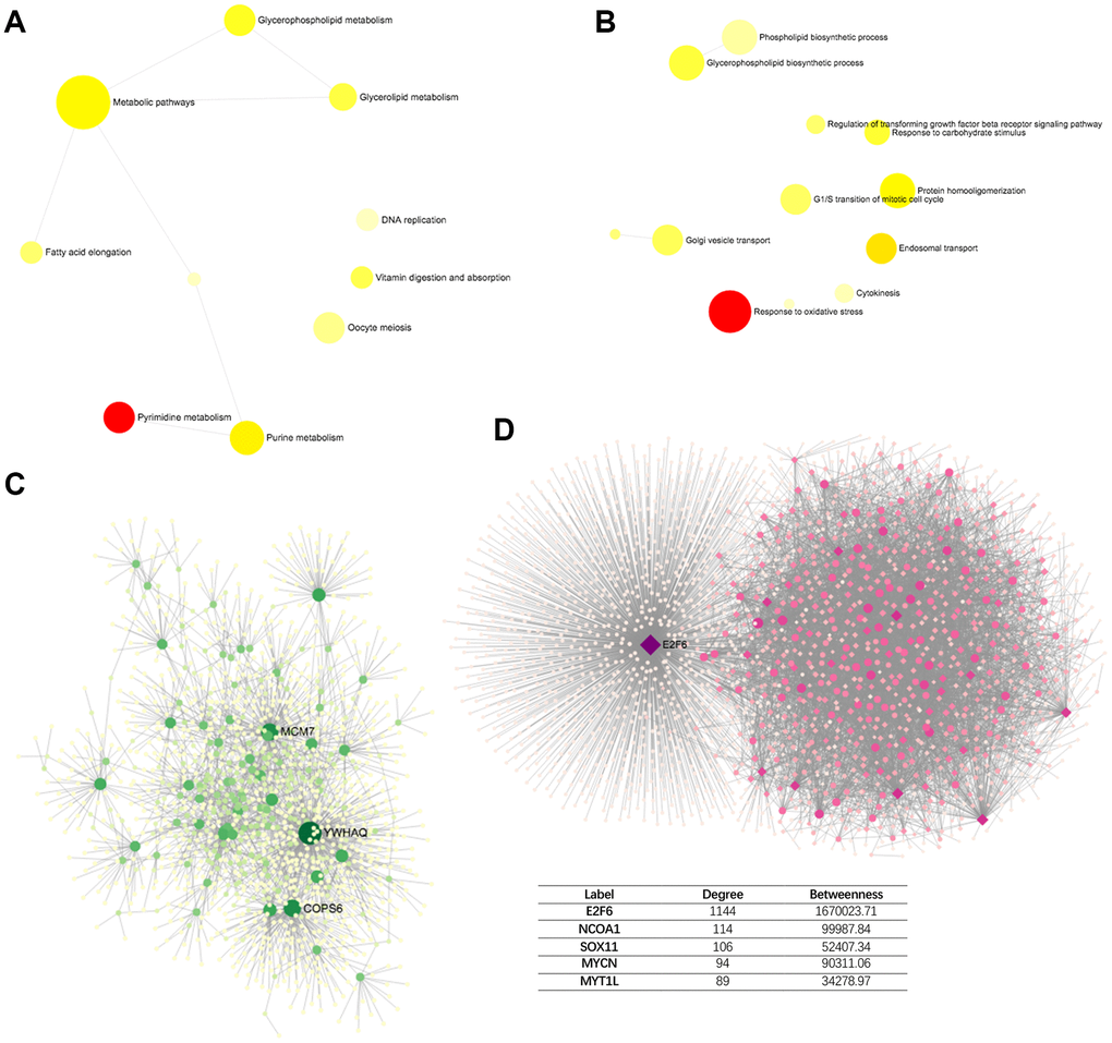 Network of PPM1G AMP co-altered genes in LIHC (DifferentialNet). (A) Significant KEGG pathways. (B) Significant GO BP terms. (C) Significant liver-specific PPI network. (D) Significant TF-miRNA coregulatory network.