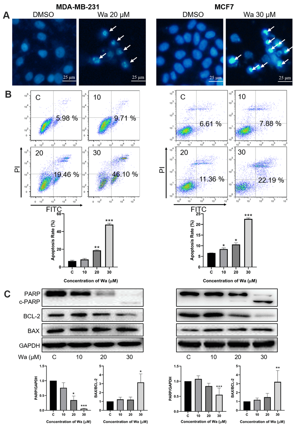 Warangalone induces mitochondrial apoptosis. (A) MDA-MB-231 and MCF7 cells were treated with 20 μM warangalone for 24 h. Treated and untreated cells were stained with Hoechst 33342 solution and the nuclei were observed with fluorescence microscopy. Arrows indicate shrunken and darker nuclei. (B) MDA-MB-231 and MCF7 cells were treated with the indicated concentrations of warangalone for 24 h. The apoptosis rate was detected by Annxin V-FITC/PI assay. (C) MDA-MB-231 and MCF7 cells were treated with the indicated concentrations of warangalone for 24 h. Representative Western blots showed the expression of PARP, BCL-2, and BAX. GAPDH was used as the loading control. Protein expression of PARP was quantified by densitometry and normalized to GAPDH (ratio PARP:GAPDH). Protein expression of BAX was quantified by densitometry and normalized to BCL-2 (ratio BAX:BCL-2). One-way ANOVA was used for statistical analysis (n ≥ 3). *P P P 