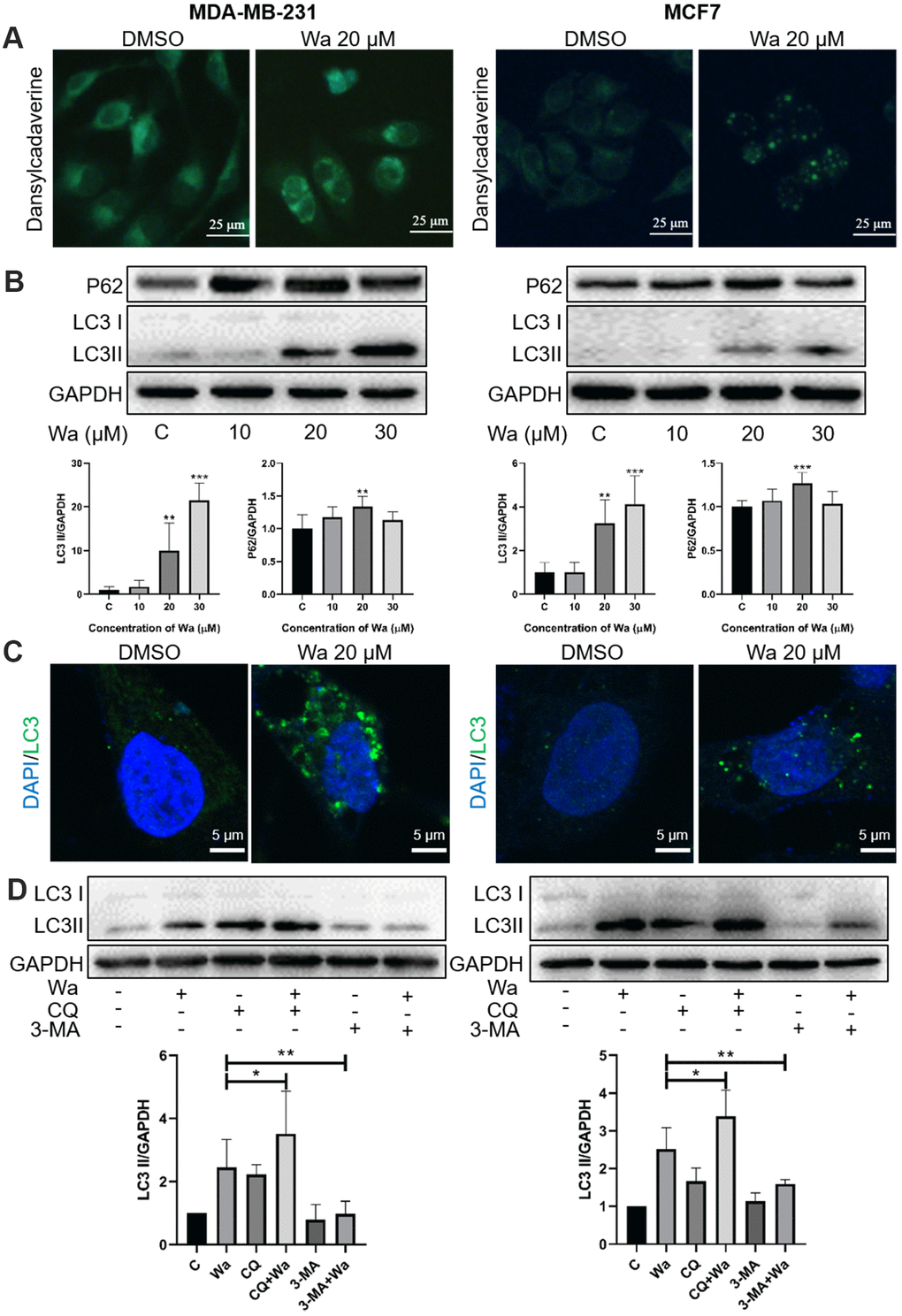 Warangalone induces cell autophagy. (A) MDA-MB-231 and MCF7 cells were treated with 20 μM warangalone for 12 h. Treated and untreated cells were stained with MDC solution and observed by fluorescence microscopy. MDC-labeled autophagic vacuoles emit bright green. (B) MDA-MB-231 and MCF7 cells were treated with the indicated concentrations of warangalone for 12 h. Representative Western blots show the expression of P62 and LC3. GAPDH was used as the loading control. Protein expression of P62 and LC3 II was quantified by densitometry and normalized to GAPDH (ratio of P62 or LC3 II to GAPDH). (C) MDA-MB-231 and MCF7 cells were treated with 20 μM warangalone for 12 h, then immunostained with LC3 antibody and stained with DAPI. Fluorescence was observed with a confocal laser scanning microscope (CLSM). LC3 labeled with Alexa Fluor 488 emits green, and nuclei labeled with DAPI emit blue. (D) MDA-MB-231 and MCF7 cells were pretreated with CQ and 3-MA for 1 h, and then treated with 20 μM of warangalone for 12 h. Representative Western blots show the expression of LC3. GAPDH was used as the loading control. Protein expression of LC3 II was quantified by densitometry and normalized to GAPDH (ratio LC3 II: GAPDH). One-way ANOVA was used for statistical analysis (n ≥ 3). *P P P 