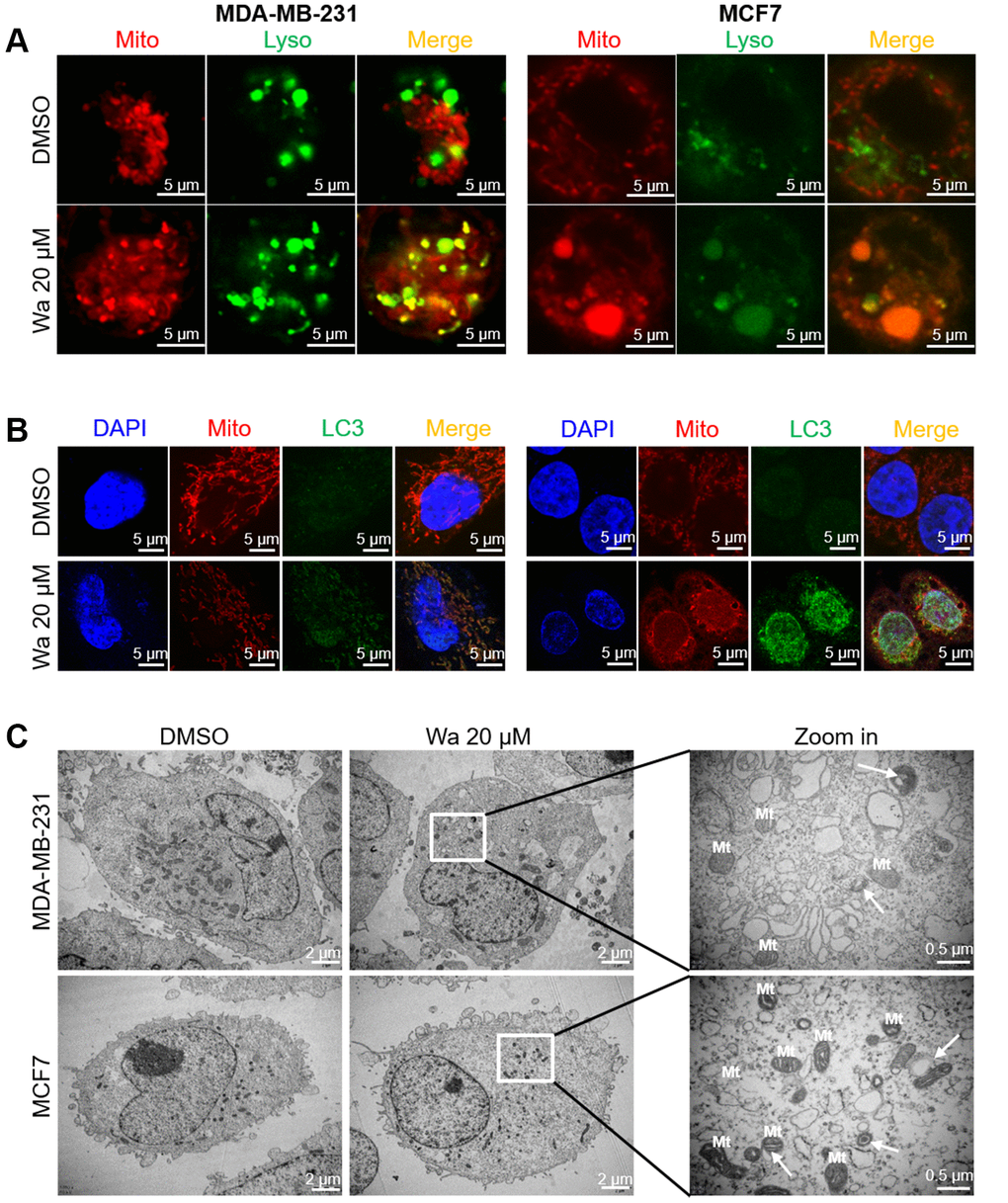 Warangalone induces cell mitophagy. MDA-MB-231 and MCF7 cells were treated with 20 μM warangalone for 12 h. A CLSM was used to observe co-staining. (A) Co-staining of lysosomes (LysoTracker™ Green DND) and mitochondria (MitoTracker™ Red CMXRos). (B) Co-staining of LC3 (labeled with Alexa Fluor 488) and mitochondria (MitoTracker™ Red CMXRos). (C) Transmission electron microscopy was used to observe mitophagy. Nuclei labeled with DAPI. Arrows indicate mitophagy.