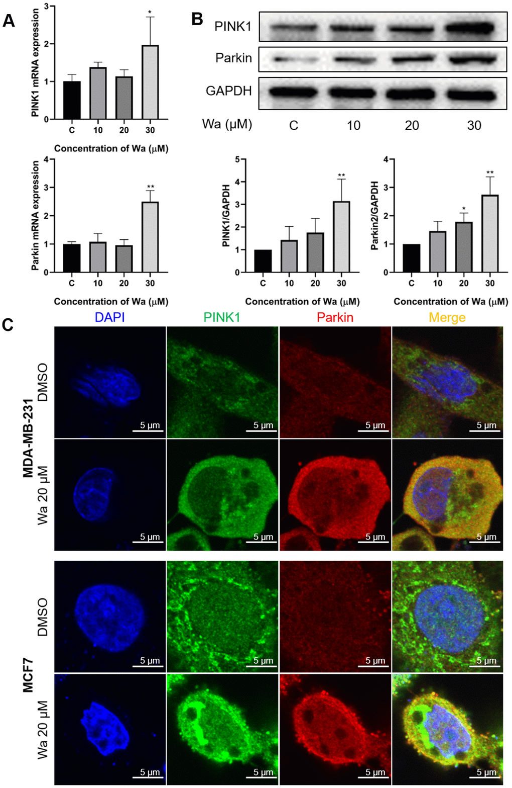 Mitophagy is activated through the PINK1/Parkin pathway. (A, B) MDA-MB-231 cells were treated with the indicated concentrations of warangalone for 12 h. The mRNA expressions of PINK1 and Parkin were measured by PCR (A), and protein expressions by Western blotting (B). GAPDH was used as the loading control. (C) MDA-MB-231 cells were treated with 20 μM warangalone for 12 h, and then immunostained with PINK1 and Parkin antibody and stained with DAPI. A CLSM was used to observe the fluorescence expression. Parkin labeled with Alexa Fluor 594 emits red, PINK1 labeled with Alexa Fluor 488 emits green, and nuclei labeled with DAPI emit blue. One-way ANOVA was used for statistical analysis (n ≥ 3). *P P P 