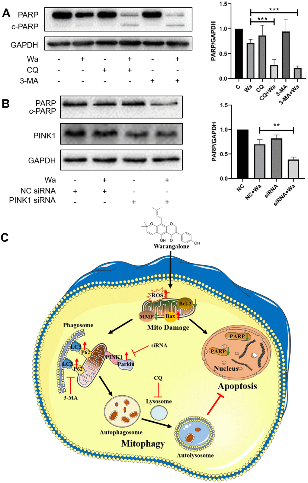 Inhibition of autophagy or mitophagy promotes apoptosis. (A) MDA-MB-231 cells were pretreated with CQ or 3-MA for 1 h, and the treated with 20 μM of warangalone for 12 h. Representative Western blots showed the expression of PARP. GAPDH was used as the loading control. Protein expression of PARP was quantified by densitometry and normalized to GAPDH (ratio PARP:GAPDH). (B) PINK1 was knockdown by PINK1 siRNA in MDA-MB-231 cells. After treatment with 20 μM warangalone for 12 h, Western blotting was used to detect the expression of PINK1 and PARP. GAPDH was used as the loading control. Protein expression of PARP was quantified by densitometry and normalized to GAPDH (ratio PARP:GAPDH). (C) Illustration of the possible mechanism by which warangalone acts on breast cancer cells.