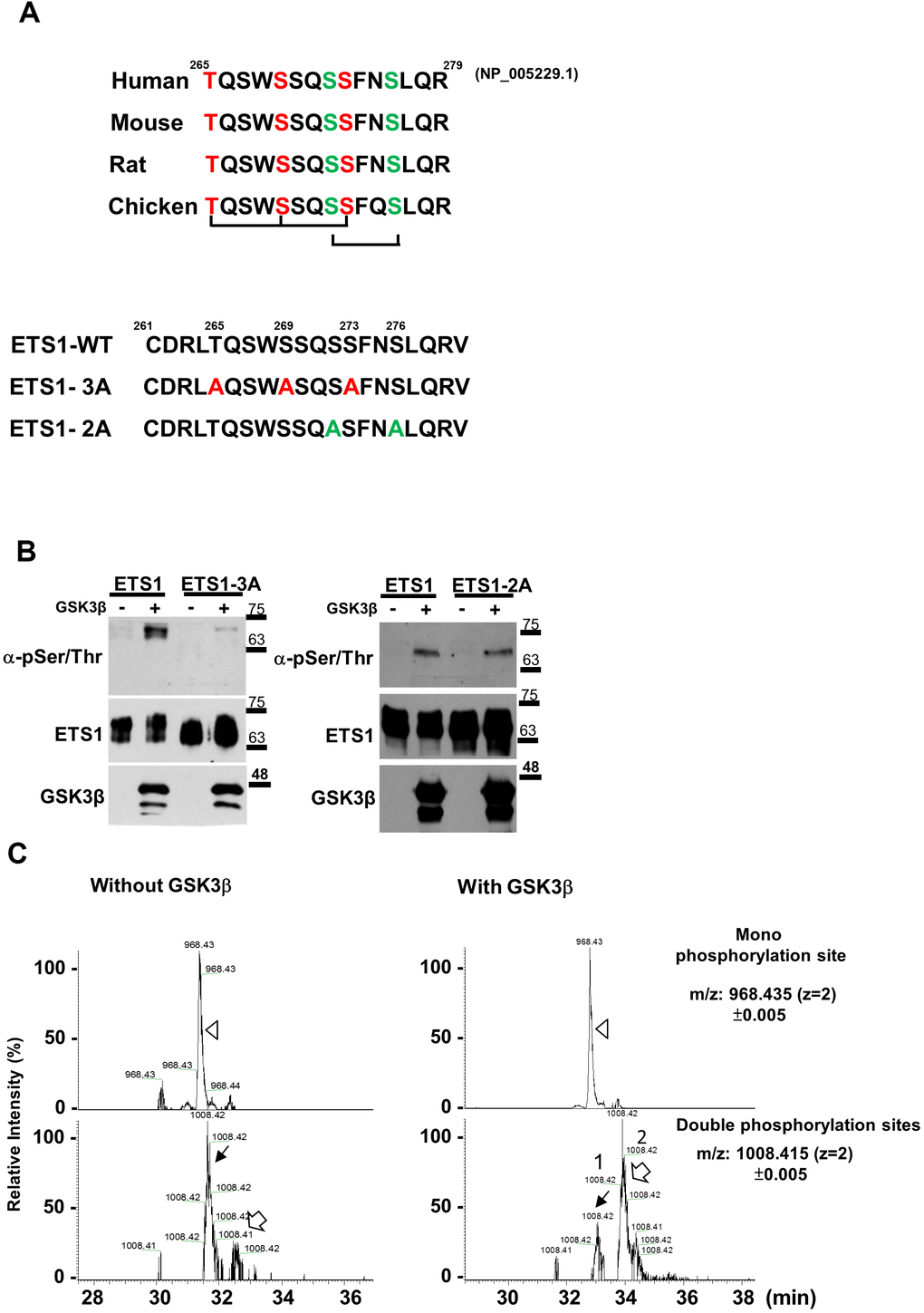 GSK3β phosphorylates ETS1 protein. (A) The ETS1 protein is characterized by the presence of conserved GSK3β phosphorylation motifs in different species (human, mouse, rat, and chicken). Two potential motifs (highlighted in red and green letters) underwent mutagenesis and were termed ETS1-3A (red letters) and ETS1-2A (green letters). (B) In vitro kinase assay. ETS1, ETS1-3A, and ETS1-2A were transfected into 293 cells and subsequently purified using a halo resin. After incubation with GSK3β and ATP, phosphorylated ETS1 was detected using anti-threonine/serine antibody. (C) Phosphorylated peptides of the ETS1 protein were subjected to an in vitro kinase reaction either with or without GSK3β following enrichment with TiO2 beads. Subsequently, an LC-MS/MS analysis was performed. The ion chromatograms of the peptide potentially targeted by GSK3β (LTQSWSSQSSFNSLQR at amino acids 264-279 of the ETS1 protein) with single (968.435±0.005 m/z, upper panel, white triangle) and double (1008.415±0.005 m/z, lower panel, black and white arrows) phosphorylation sites were extracted. Two double phosphorylation events were identified – with a relatively marked difference with and without GSK3β treatment.