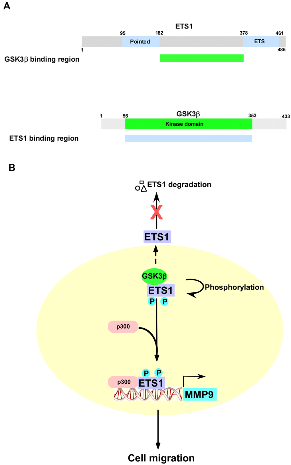 Schematic representation of the role played by the GSK3β/ETS1/MMP-9 axis in cell migration. (A) Summary of the interactions between different GSK3β and ETS1 domains. (B) Upon phosphorylation by GSK3β, ETS1 interacts with p300 to activate the MMP-9 promoter. Inhibition of GSK3β activity results in ETS1 degradation.