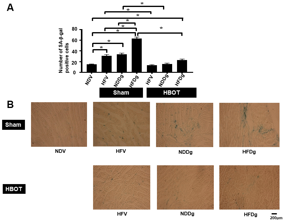 Effect of HBOT on senescence marker expression in left ventricular cardiomyocytes of pre-diabetic rats after induction of aging by D-gal. (A) Result of SA-β-gal staining. (B) Representative figures of SA-β-gal staining. NDV, normal diet fed rats with vehicle; NDDg, normal diet fed rats with D-gal; HFV, high-fat diet fed rats with vehicle; HFDg, high-fat diet fed rats with D-gal; SA-β-gal, senescence associated β galactosidase; HBOT, hyperbaric oxygen therapy. (n = 3/group). *P 