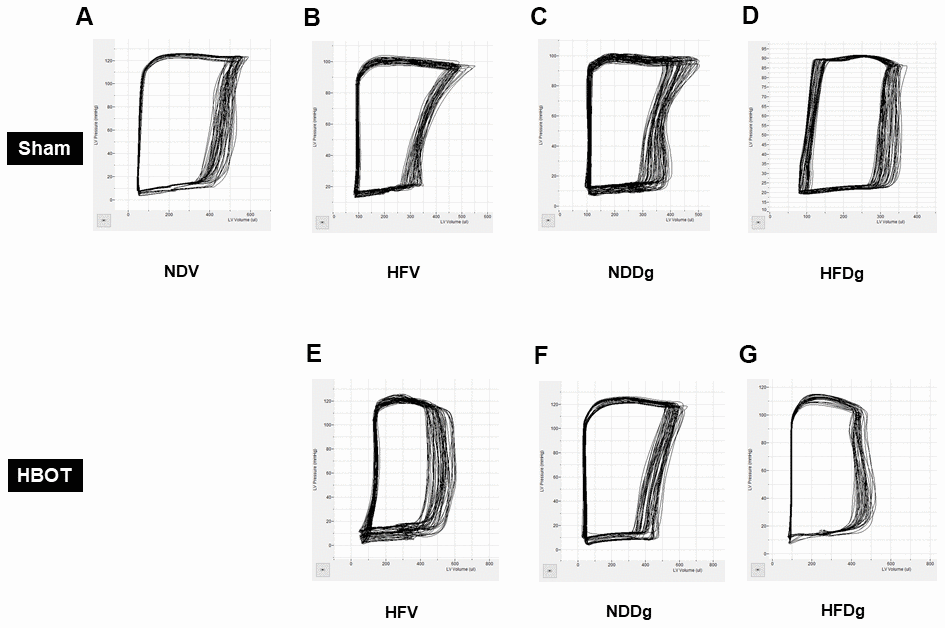 Effect of HBOT on typical P-V loop tracings in pre-diabetic rats after induction of aging by D-gal. (A) A typical P-V loop tracing of sham-treated NDV rat. (B) A typical P-V loop tracing of sham-treated HFV rat. (C) A typical P-V loop tracing of sham-treated NDDg rat. (D) A typical P-V loop tracing of sham-treated HFDg rat. (E) A typical P-V loop tracing of HBOT-treated HFV rat. (F) A typical P-V loop tracing of HBOT-treated NDDg rat. (G) A typical P-V loop tracing of HBOT-treated HFDg rat. NDV, normal diet fed rats with vehicle; NDDg, normal diet fed rats with D-gal; HFV, high-fat diet fed rats with vehicle; HFDg, high-fat diet fed rats with D-gal.