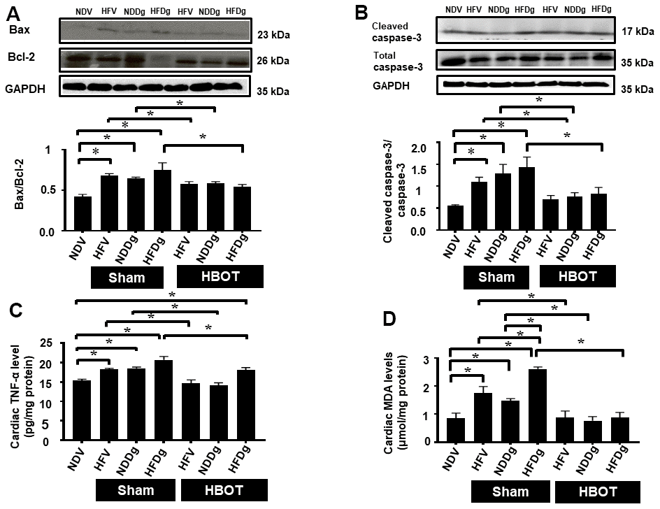 Effect of HBOT on cardiomyocytes apoptosis, inflammation and oxidative stress in pre-diabetic rats after induction of aging by D-gal. (A) Bax/Bcl-2 ratio. (B) Cleaved caspase-3/caspase-3 ratio. (C) Inflammation. (D) Oxidative stress. NDV, normal diet fed rats with vehicle; NDDg, normal diet fed rats with D-gal; HFV, high-fat diet fed rats with vehicle; HFDg, high-fat diet fed rats with D-gal; Bax, B-cell lymphoma 2 associated X protein; Bcl-2, B-cell lymphoma 2; TNF-α, tumor necrosis factor alpha; MDA, malondialdehyde; HBOT, hyperbaric oxygen therapy. (n = 5/group). *P 