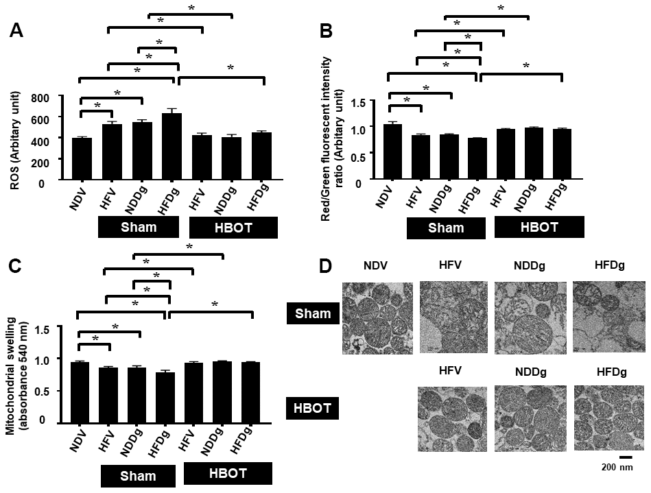 Effect of HBOT on mitochondrial functions in cardiomyocytes of pre-diabetic rats after induction of aging by D-gal. (A) Cardiac mitochondrial ROS production. (B) Cardiac mitochondrial membrane potential. (C) Cardiac mitochondrial swelling. (D) TEM representative images of cardiac mitochondria. NDV, normal diet fed rats with vehicle; NDDg, normal diet fed rats with D-gal; HFV, high-fat diet fed rats with vehicle; HFDg, high-fat diet fed rats with D-gal; ROS, reactive oxygen species; TEM, transmission electron microscopy; HBOT, hyperbaric oxygen therapy. (n = 8/group). *P 