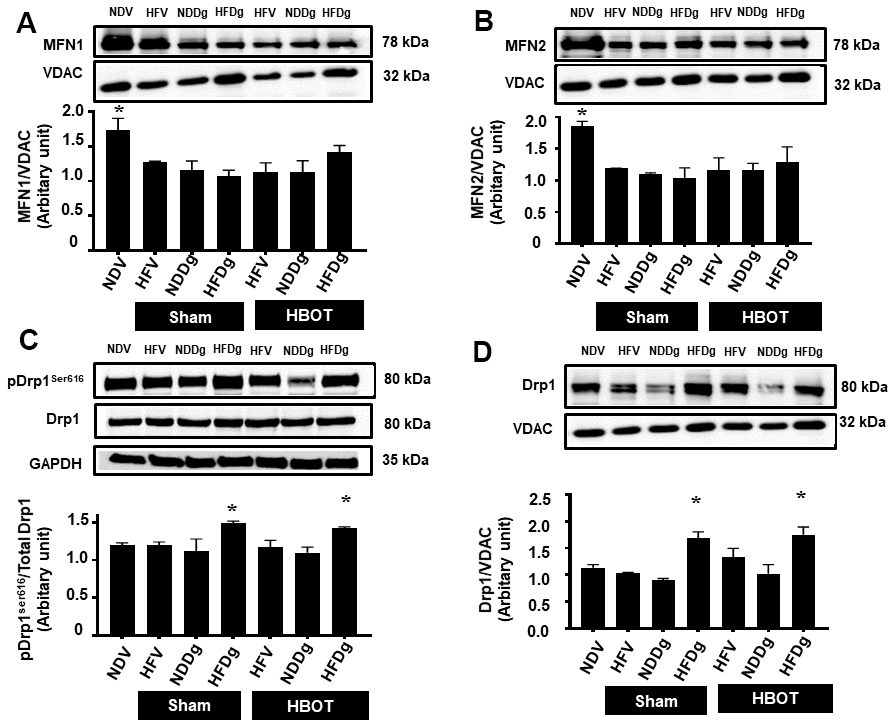Effect of HBOT on mitochondrial dynamics parameters in cardiomyocytes of pre-diabetic rats after induction of aging by D-gal. (A) Mitochondrial MFN1 level. (B) Mitochondrial MFN2 level. (C) Phosphorylated Drp1 at serine 616 in cytosol. (D) Mitochondrial Drp1 level. NDV, normal diet fed rats with vehicle; NDDg, normal diet fed rats with D-gal; HFV, high-fat diet fed rats with vehicle; HFDg, high-fat diet fed rats with D-gal; MFN1, mitofusin 1; MFN2, mitofusin 2; Drp1, dynamin-related protein 1; VDAC, voltage-dependent anion channels; HBOT, hyperbaric oxygen therapy. (n = 5/group). *P 