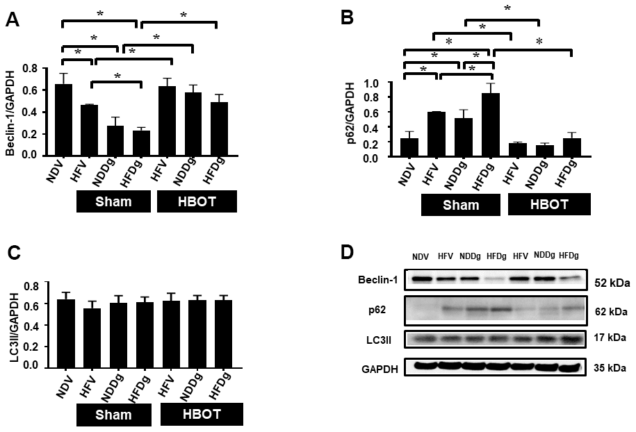 Effect of HBOT on autophagy in cardiomyocytes of pre-diabetic rats after induction of aging by D-gal. (A) Beclin-1 expression. (B) p62 expression. (C) LC3II expression. (D) Representative images of western blotting bands. NDV, normal diet fed rats with vehicle; NDDg, normal diet fed rats with D-gal; HFV, high-fat diet fed rats with vehicle; HFDg, high-fat diet fed rats with D-gal; p62, Sequestosome-1 (ubiquitin-binding protein); LC3II, microtubule associated light chain 3II; HBOT, hyperbaric oxygen therapy. (n = 5/group). *P 