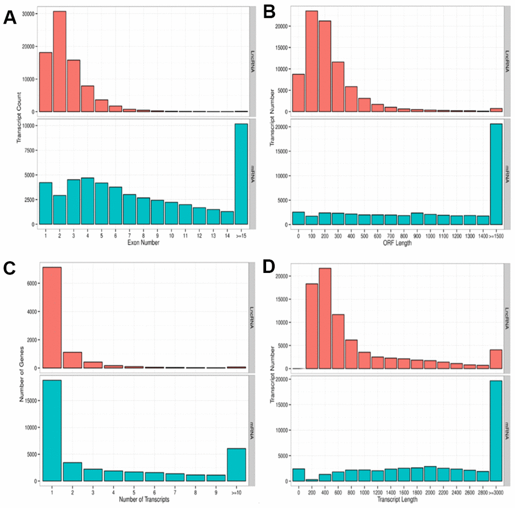 Parameters of lncRNA and mRNA transcripts. (A) Distribution pattern of exon numbers of lncRNA and mRNA transcripts. (B) Distribution pattern of ORF length of lncRNA and mRNA transcripts. (C) Distribution pattern of gene numbers of lncRNA and mRNA transcripts. (D) Distribution pattern of transcript lengths of lncRNA and mRNA transcripts.
