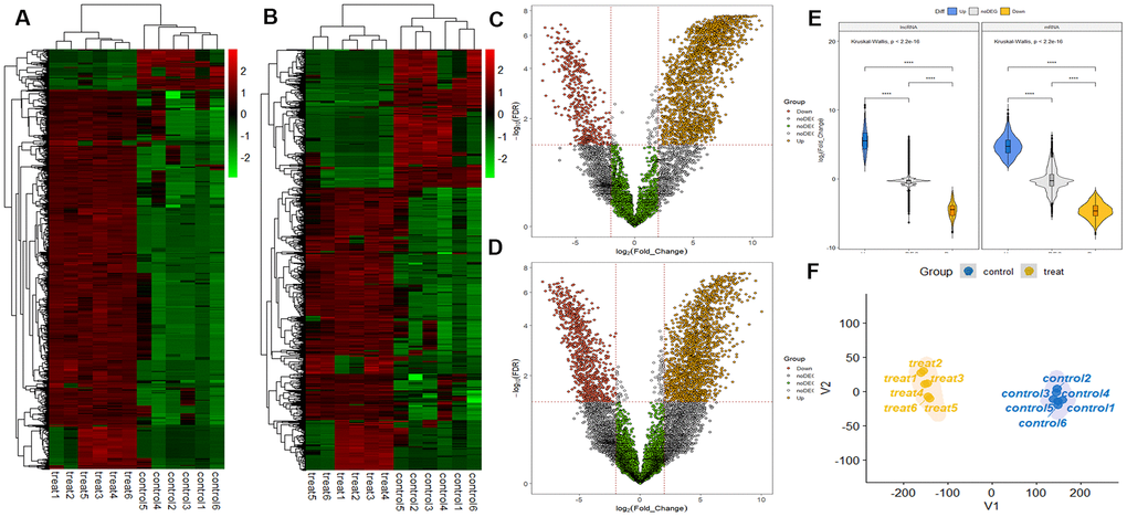 LncRNA and mRNA profiles based on RNA sequencing data. (A) Comparison of two-dimensional hierarchical clustering of distinguishable lncRNA expression profiles in individuals with oligozoospermia and controls. Red indicates high expression, green indicates low expression. Probes are shown in rows, and samples are shown in columns. (B) Two-dimensional hierarchical clustering of distinguishable mRNA expression profiles. (C) Volcano plot of differentially expressed lncRNAs in individuals with oligozoospermia compared with normal controls. Red points represent downregulated lncRNAs and yellow points represent upregulated lncRNAs in individuals with oligozoospermia with a greater than 2.0-fold change. (D) Volcano plot of differentially expressed mRNAs. (E) Violin plot of lncRNA and mRNA profiles in individuals with oligozoospermia. (F) t-distributed stochastic neighbor embedding (t-SNE) plot of samples based on lncRNA and mRNA profiles in individuals with oligozoospermia.