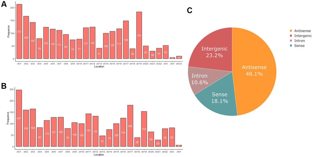 (A) Chromosome distribution of differentially expressed lncRNAs in oligozoospermia. (B) Chromosome distribution of differentially expressed mRNAs in oligozoospermia. (C) Pie chart of differentially expressed lncRNAs identified in different subgroup categories.