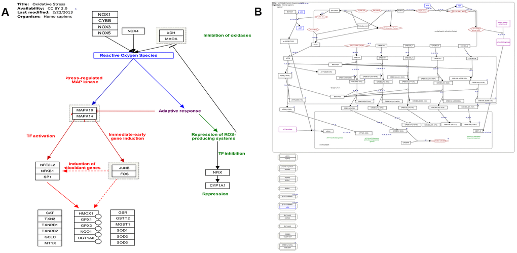 (A) Pathway map of oxidative stress (adapted from Wikipathway database). (B) Pathway map of endoplasmic reticulum stress and unfolded protein response (adapted from Wikipathway database).