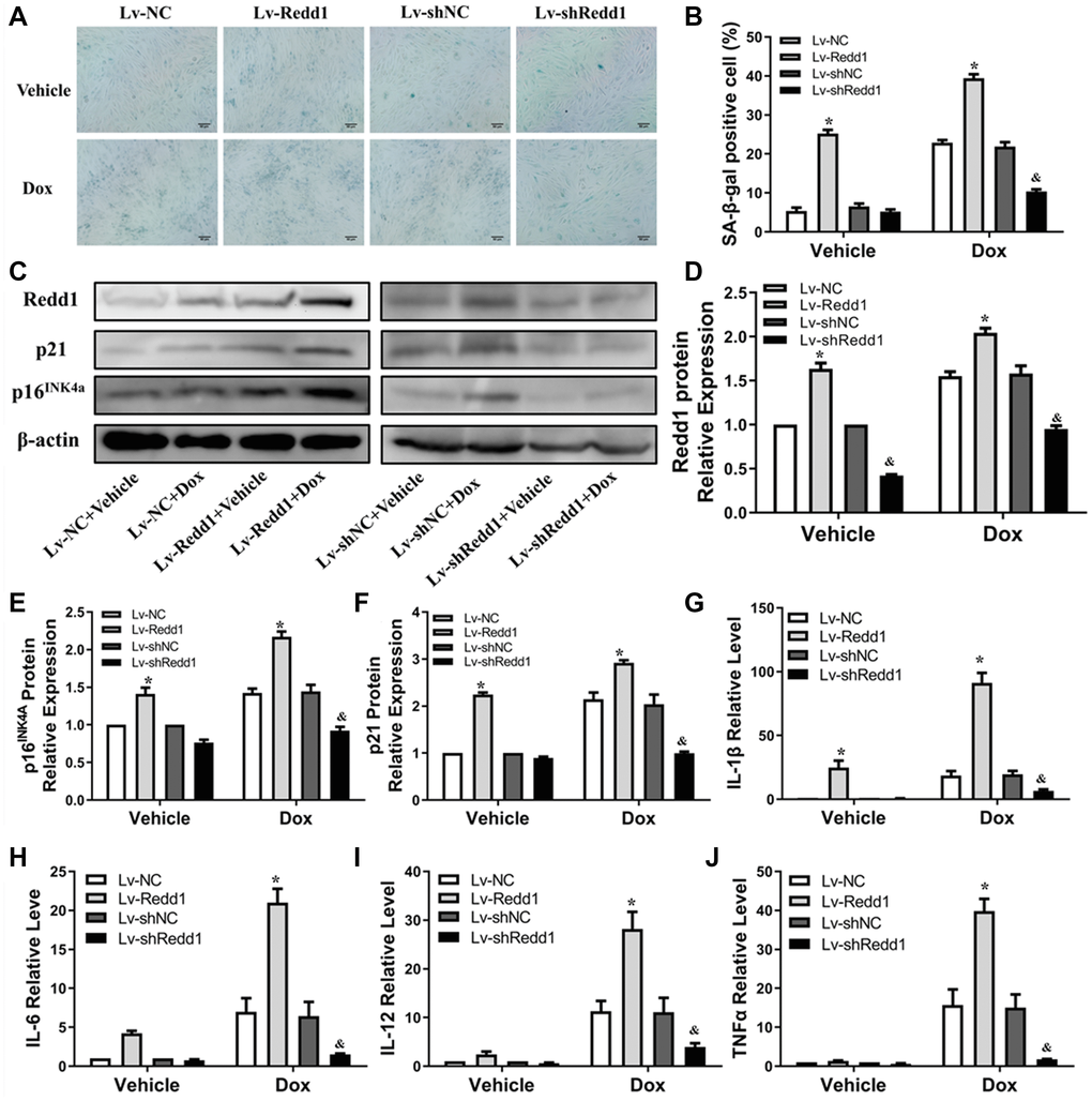 Redd1 suppression attenuates Dox-induced senescence in cardiomyocytes. (A) Representative images of SA-β-gal staining in Dox-challenged H9c2 cardiomyocytes following Redd1 knockdown or overexpression. (B) Quantitative analysis of SA-β-gal activity; the number of SA-β-gal positive cells observed in at least 6 separate microscopic fields is indicated (n = 6 per group). *p &p C–F) Effects of Redd1 overexpression and knockdown on p16INK4a and p21 expression in Dox-challenged H9c2 cardiomyocytes (n = 3 per group). *p &p G–J) Effect of Redd1 overexpression and knockdown on IL-1β, IL-6, IL-12, and TNFα mRNA in Dox-stimulated H9c2 cardiomyocytes (n = 3 per group). Data are mean ± SEM. *p &p 