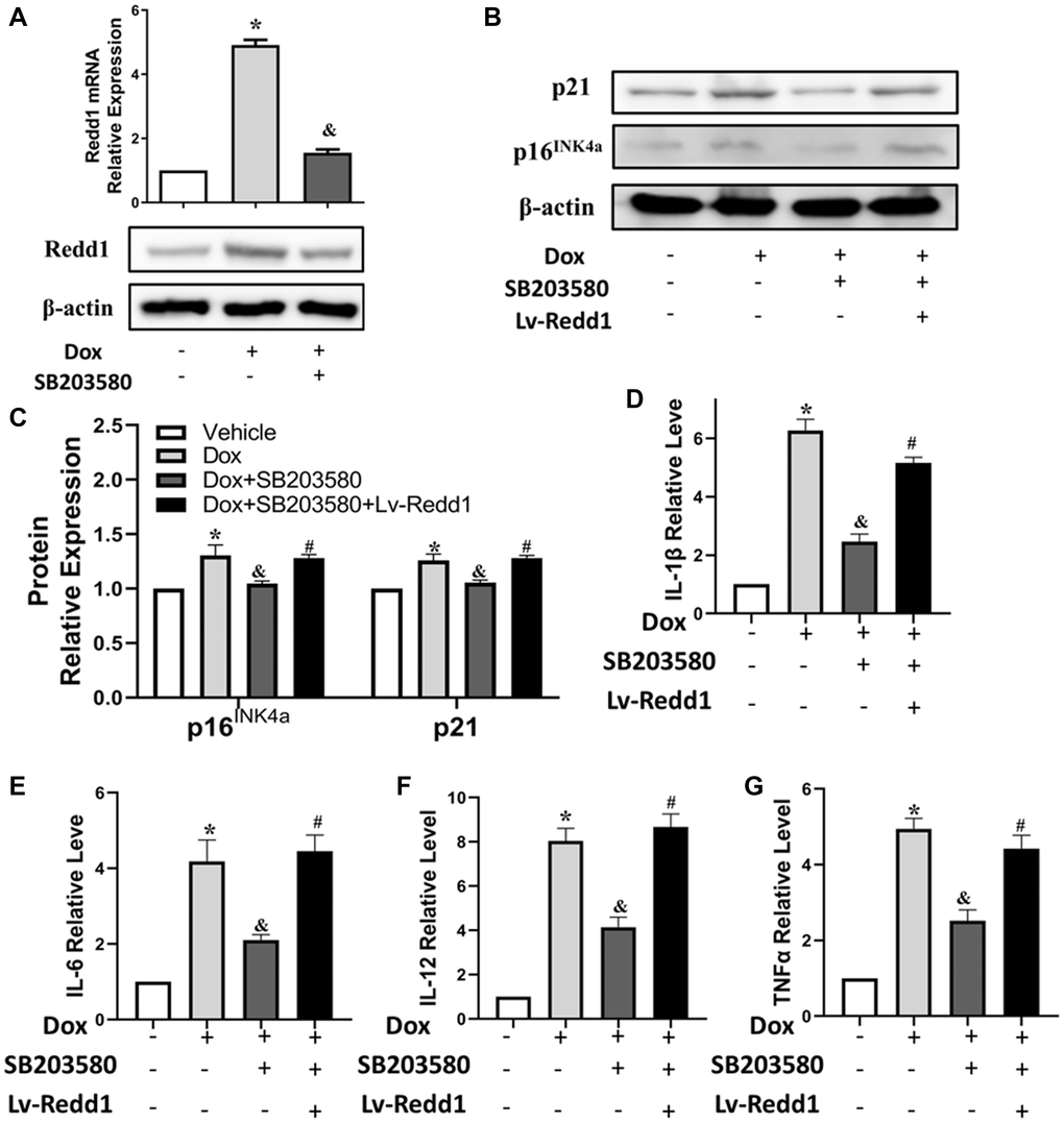 Dox exposure upregulates Redd1 in cardiomyocytes via p38 MAPK signaling. (A) Detection of Redd1 expression by q-PCR and western blotting in Dox-treated H9c2 cardiomyocytes pretreated with the p38 MAPK inhibitor SB203580 (2 μM). (n = 4 per group). (B, C) Effect of Redd1 overexpression on p16INK4a and p21 protein levels in Dox-challenged H9c2 cardiomyocytes pretreated with SB203580 (n = 4 per group). (D–G) Effect of Redd1 overexpression on IL-1β, IL-6, IL-12, and TNFα mRNA in Dox-challenged H9c2 cardiomyocytes pretreated with SB203580 (n = 4 per group). Data are mean ± SEM. *p &p #p 