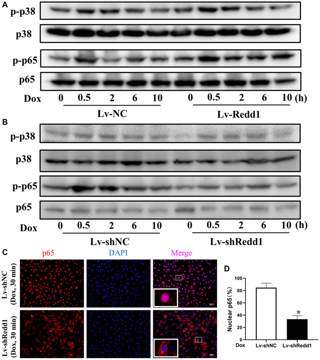 Redd1 expression activates NF-κB signaling in senescent cardiomyocytes. (A, B) Western blot analysis of total and phosphorylated p65 and p38 MAPK in Dox-treated H9c2 cardiomyocytes following Redd1 overexpression and knockdown. (C) Immunofluorescent detection of nuclear translocation of p65 in Dox-treated H9c2 cardiomyocytes following Redd1 overexpression and knockdown. (D) Quantification of data from p65 nuclear translocation assays (n = 4 per group). *p *p &p 
