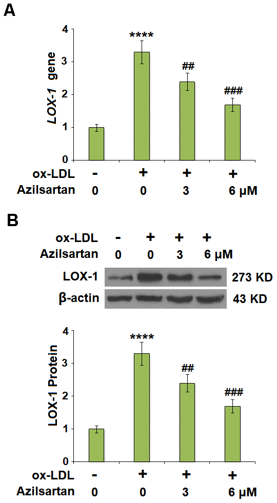 Azilsartan reduced the expression of LOX-1 in HUVECs. Cells were stimulated with ox-LDL (100 μg/mL) in the presence or absence of Azilsartan (3, 6 μM) for 24 hours. (A) Gene expression of LOX-1; (B) Protein of LOX-1 (****, P