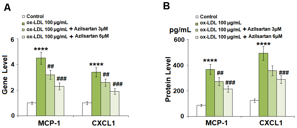 Azilsartan prevented ox-LDL-induced expressions of MCP-1 and CXCL1 in HUVECs. Cells were stimulated with ox-LDL (100 μg/mL) in the presence or absence of Azilsartan (3, 6 μM) for 24 hours. (A) Gene expressions of MCP-1 and CXCL1; (B) Secretions of MCP-1 and CXCL1 (****, P