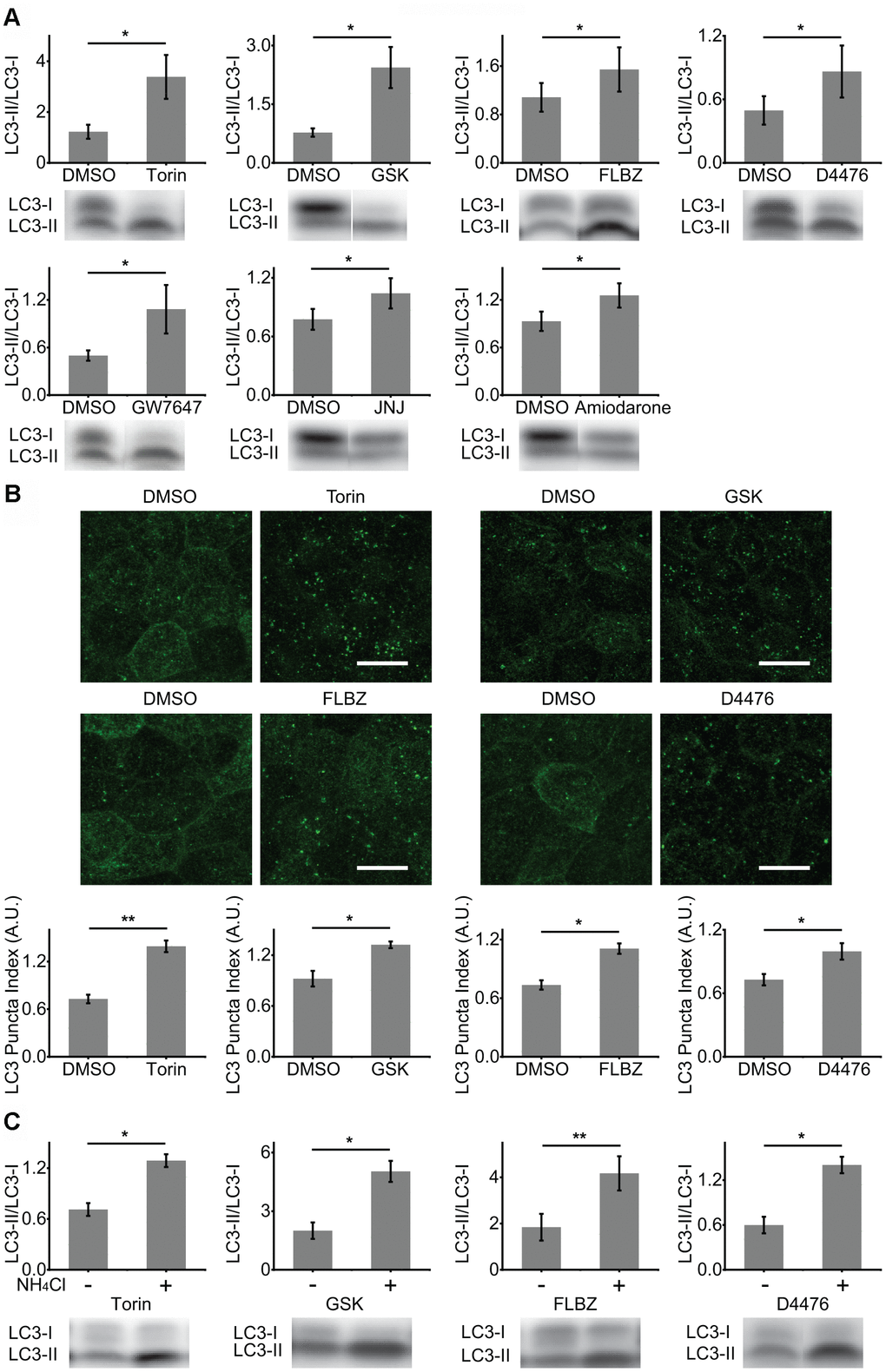 Identification of autophagy inducers in primary hfRPE culture. (A) Induction of autophagy by analysis of LC3 lipidation (LC3-II/LC3-I ratio). Cultures were exposed to compounds or vehicle (DMSO) for 24 hours. Torin n=8, GSK n=10, FLBZ n=10, D4476 n=8, GW7647 n=11, JNJ n=10, Amiodarone n=8. (B) Induction of autophagy by analysis of LC3 puncta formation (LC3 staining in green) using LC3 Puncta Index described previously [44]. Scale bar: 10 μm. Torin n=7, GSK n=3, FLBZ n=4, D4476 n=7. (C) Autophagy flux assays. After application of inducers or vehicle (DMSO) for 22.5 hours, 25mM of NH4Cl, a lysosomal alkalizing agent, or H2O were added for a final 1.5 hours to inhibit autophagy flux. Resulting increases in the LC3-II/LC3-I ratio indicate that the compound induces autophagy flux. Torin n=6, GSK n=3, FLBZ n=6, D4476 n=5. Uncropped blots for Figure 1 in Supplementary Figure 3. *p .