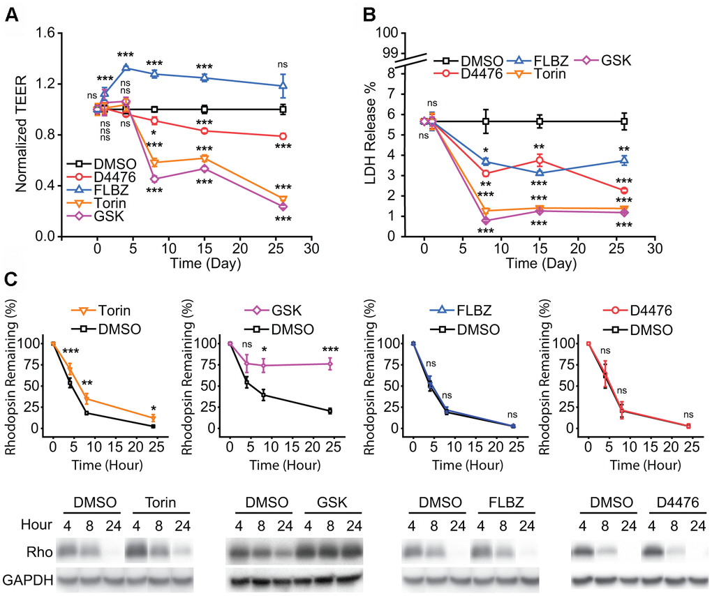 Safety of confirmed autophagy inducers in primary hfRPE culture. (A) Tight-junction integrity, as measured by trans-epithelial electrical resistance (TEER), is a general marker of RPE health. Drug or vehicle (DMSO) replaced daily with measurement just before drug replacement. FLBZ shows enhanced TEER while all others, especially mTOR inhibitors Torin and GSK, demonstrate progressively lower tight-junction integrity. n=6. (B) Cytotoxicity as measured by percent of total possible LDH release into the apical supernate. Drug or vehicle (DMSO) replaced daily with supernate collected just before drug replacement. All compounds demonstrated slightly lower cytotoxicity than DMSO control. Note scale break on Y-axis, indicating all conditions, including vehicle, demonstrated minimal LDH release. n=6. (C) Outer segment (OS) phagocytosis efficiency, as measured by disappearance of rhodopsin, the primary protein in OS. Purified OS are fed to RPE cultures and Western blotting for rhodopsin (Rho) indicates undigested OS remaining, as elaborated in Methods. Direct mTOR inhibition (Torin, GSK) reduces phagocytosis efficiency, whereas D4476 and FLBZ have no effect on phagocytosis. Representative blot below each graph, with GAPDH bands demonstrating equal cell mass across Transwells used for the phagocytosis assays. Torin n=12, GSK n=4, FLBZ n=9, D4476 n=3. Uncropped blots for Figure 2 in Supplementary Figure 6. ns p > 0.05, *p .