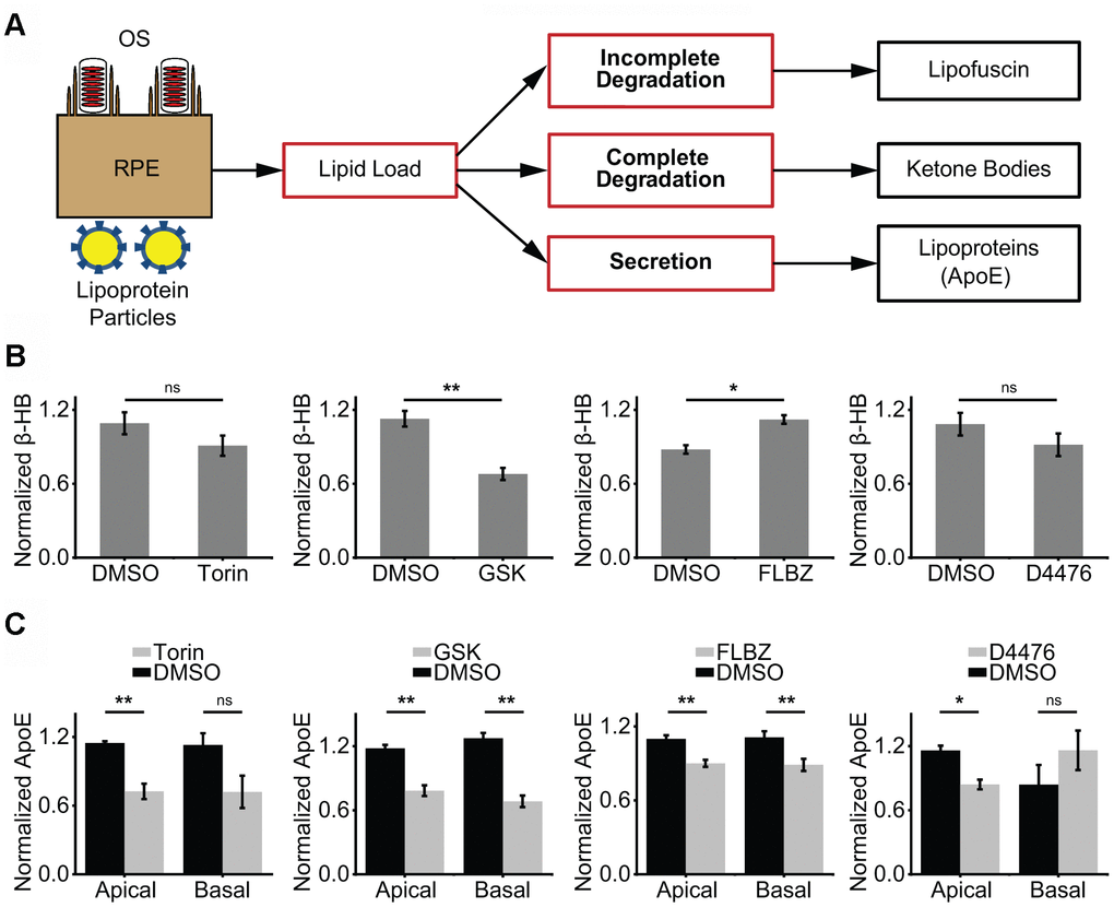 Impact of confirmed autophagy inducers on RPE lipid metabolism. (A) Proposed model of RPE lipid handling. Lipid-rich shed OS are phagocytosed from the apical side and lipoprotein complexes are consumed from the basolateral side daily. Incomplete lipid degradation contributes to lipofuscin accumulation. With the remaining lipid load, we postulate that the RPE daily determines the balance between complete lipid degradation, as assessed by KB production, and secretion of lipid via lipoprotein particles, as assessed by apoE secretion. (B) KB production (as assessed by β-hydroxybutyrate, β-HB) in the presence of vehicle (DMSO) or confirmed autophagy inducers for 24 hours. β-HB is secreted almost exclusively into the apical supernate. Only FLBZ increased lipid degradation. Torin n=4, GSK n=7, FLBZ n=6, D4476 n=4. (C) Apolipoprotein secretion (as assessed by apoE) in the presence of vehicle (DMSO) or confirmed autophagy inducers for 24 hours. Both apical and basolateral media contain apoE. While increasing lipid degradation in (B), FLBZ also decreases secretion of drusen-promoting apolipoprotein. Apical: Torin n=4, GSK n=5, FLBZ n=11, D4476 n=4. Basal: Torin n=4, GSK n=5, FLBZ n=9, D4476 n=3. ns p > 0.05, *p .