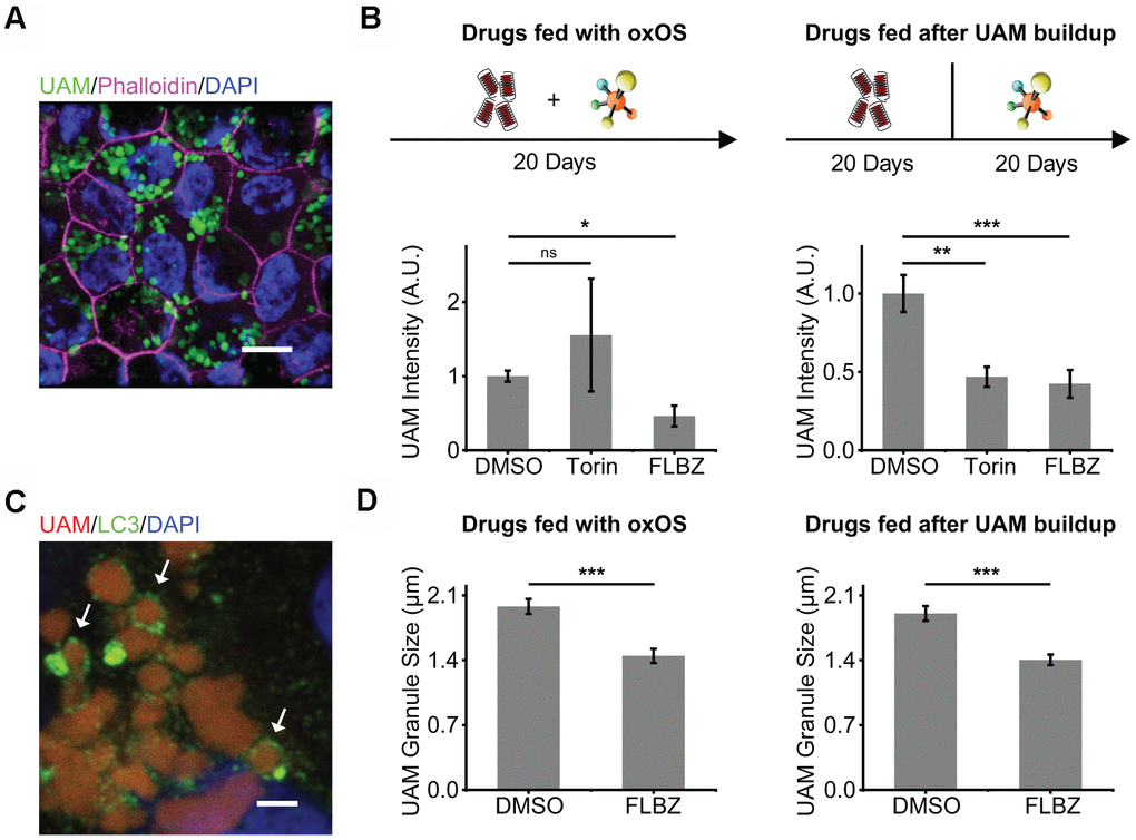 Autophagy inducer FLBZ reduces accumulation of lipofuscin-like material. (A) Lipofuscin-like UAM accumulates in RPE after repeated feedings of photo-oxidized outer segments (oxOS). UAM granules (green). DAPI (blue). Phalloidin stain of F-actin outlining cell borders (pink). Scale bar: 10 μm. (B) Effects of FLBZ or Torin on UAM accumulation (left) and elimination (right). FLBZ or Torin is fed together with oxOS daily for 20 days in a month (left, n=5) or fed daily for 20 days in a month after completion of oxOS feedings to stimulate UAM accumulation (right, n=7). Unlike Torin, FLBZ both reduces UAM accumulation and increases UAM elimination. DMSO as vehicle control. UAM normalized to DMSO condition. (C) LC3 colocalization to UAM granules in the human RPE cell line, ARPE-19, treated with FLBZ. UAM (red). LC3 (green). DAPI (blue). Arrows indicate LC3 puncta surrounding a lipofuscin granule. Scale bar: 2 μm. (D) Effects of FLBZ on UAM granule size. Compared to vehicle (DMSO), FLBZ decreases UAM granule size both during oxOS feedings (left) and after UAM buildup has already occurred (right). n=40. ns p > 0.05, *p 