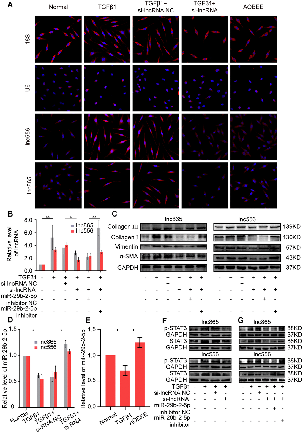 AOBEE attenuated pulmonary fibrosis by blocking the lnc865/lnc556–miR-29b-2-5p–STAT3 axis. (A) RNA-FISH showed that lnc865 and lnc556 mainly existed in the cytoplasm, and AOBEE induced a decrease of their expression but did not cause their translocation. (B) The rescue experiments reflected that si-lnc865 and si-lnc556 decreased lnc865 and lnc556 expression, but the miR-29b-2-5p inhibitor increased their expression. (C) The rescue experiments showed that si-lnc865 and si-lnc556 induced a substantial decrease of vimentin, α-SMA, and collagen I and III, but the miR-29b-2-5p inhibitor induced a substantial increase of the expression of these proteins. (D) RNA interference on lnc865 and lnc556 increased miR-29b-2-5p expression. (E) AOBEE promoted miR-29b-2-5p expression. (F) Western blot revealed that si-lnc865 and si-lnc556 decreased STAT3 and p-STAT3 expression. (G) The rescue experiments demonstrated that the miR-29b-2-5p inhibitor reversed the effects of si-lnc865 and si-lnc556. Each bar represents the mean ± SD, n = 6; *p 