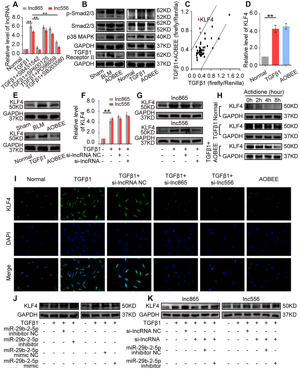 Exploration of the up- and downstream signal pathways regulated by AOBEE. (A) Signal pathway inhibitors were used to detect the changes of lnc865 and lnc556 expression. SB431542 and SB203580 inhibited lnc865 and lnc556 expression. (B) Western blot showed that AOBEE decreased p38MAPK, smad2/3 and TGFβ1 receptor II expression in in vivo and in vitro models. (C) Identification of downstream signal pathways affected by AOBEE in L929 cells. The x- and y-axes represent the normalized ratio of firefly/Renilla luciferase activities, respectively. KLF4 is one of the significant changes of signal pathways. (D) AOBEE did not cause any changes of KLF4 expression at the mRNA level by using qRT-PCR. (E) Western blot showed that AOBEE repressed KLF4 expression at the protein level. (F) Si-lnc865 and si-lnc556 did not cause any changes of KLF4 expression at the mRNA levels by using qRT-PCR. (G) Western blot showed that si-lnc865 and si-lnc556 repressed KLF4 expression at the protein level. (H) The degradation of KLF4 was detected by using the protein synthesis inhibitor actidione in L929 cells. The fastest degradation rate was in the normal group and the slowest degradation rate was in the TGFβ1 group. AOBEE promoted KLF4 degradation compared with TGFβ1. (I) Immunofluorescence experiments verified that AOBEE, si-lnc865, and si-lnc556 inhibited KLF4 expression at the protein level. (J) MiR-29b-2-5p inhibitor increased KLF4 expression and miR-29b-2-5p mimic decreased KLF4 expression. (K) The rescue experiments showed that si-lnc865 and si-lnc556 decreased KLF4 expression, and miR-29b-2-5p inhibitor increased KLF4 expression at the protein level. Each bar represents the mean ± SD, n = 6; *p 