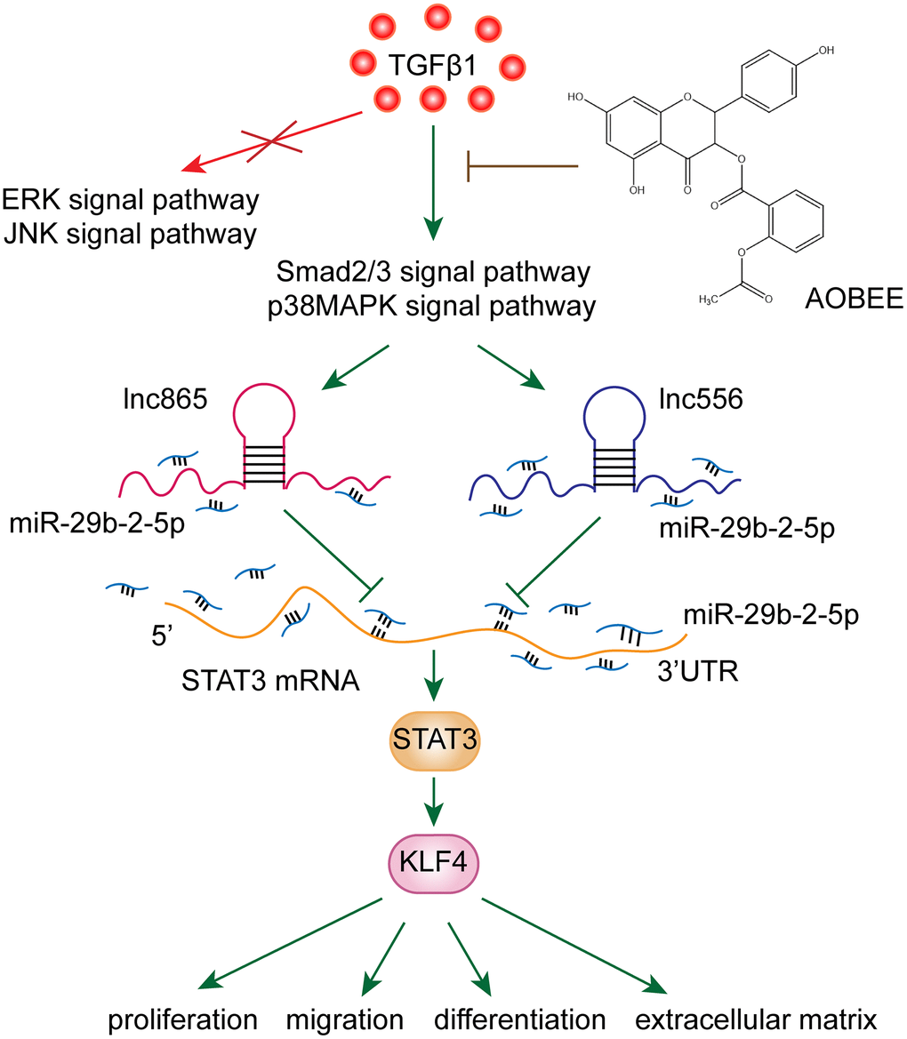 AOBEE reduced the expression of KLF4 by inhibiting the lnc865/lnc556–miR-29b-2-5p–STAT3 axis via the TGFβ1–smad2/3 and p38MAPK signaling pathways.