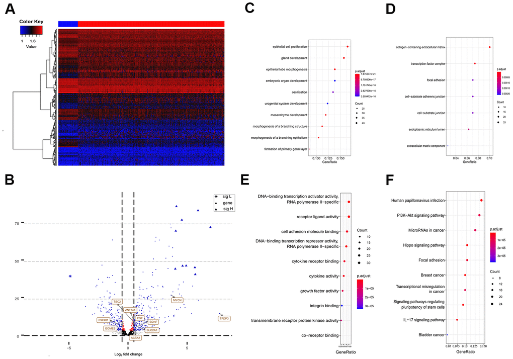 Differently expressed EMT related genes between normal and HCC tissues. (A) Heatmap of 270 differently expressed EMT related genes in TCGA-LIHC. The color from blue to red represents low expression to high expression. (B) Volcano plot of EMT related genes: blue indicates down and upregulated genes. Changes of the risk genes are identified by names. (C–E) Dot plots represents biological process, cellular component and molecular function of Gene ontology analysis based on 270 HCC dysregulated EMT related genes respectively. (F) KEGG pathway analysis of differently expressed EMT related genes. EMT, Epithelial cell transformation; HCC, hepatocellular carcinoma; TCGA, The Cancer Genome Atlas; KEGG, Kyoto Encyclopedia of Genes and Genomes.