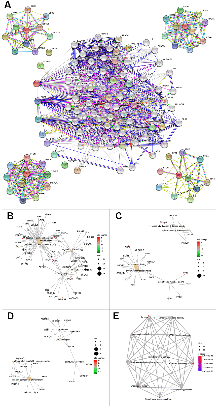 Protein protein interaction network and functional enrichment of ten gene signature. (A) PPI network of the proteins that have been confirmed to interact directly or indirectly with the 10 risk genes from STRING database with confidence > 0.4 as cutoff. (B–D) Gene-concept network represents the results for biological process, molecular function and cellular component of Gene ontology analysis based on 80 protein-protein interaction network genes respectively. Each plot shows the enrichment entry with the largest number of genes, and the differences level of each in HCC against normal tissue is represented by the color from green to red. PPI, Protein protein interaction. (E) KEGG pathway analysis results for the 80 protein-protein interaction network genes.